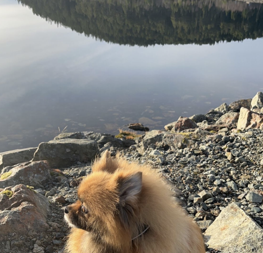 Skjermbilde 2022-11-10 kl. 17.07.00.png