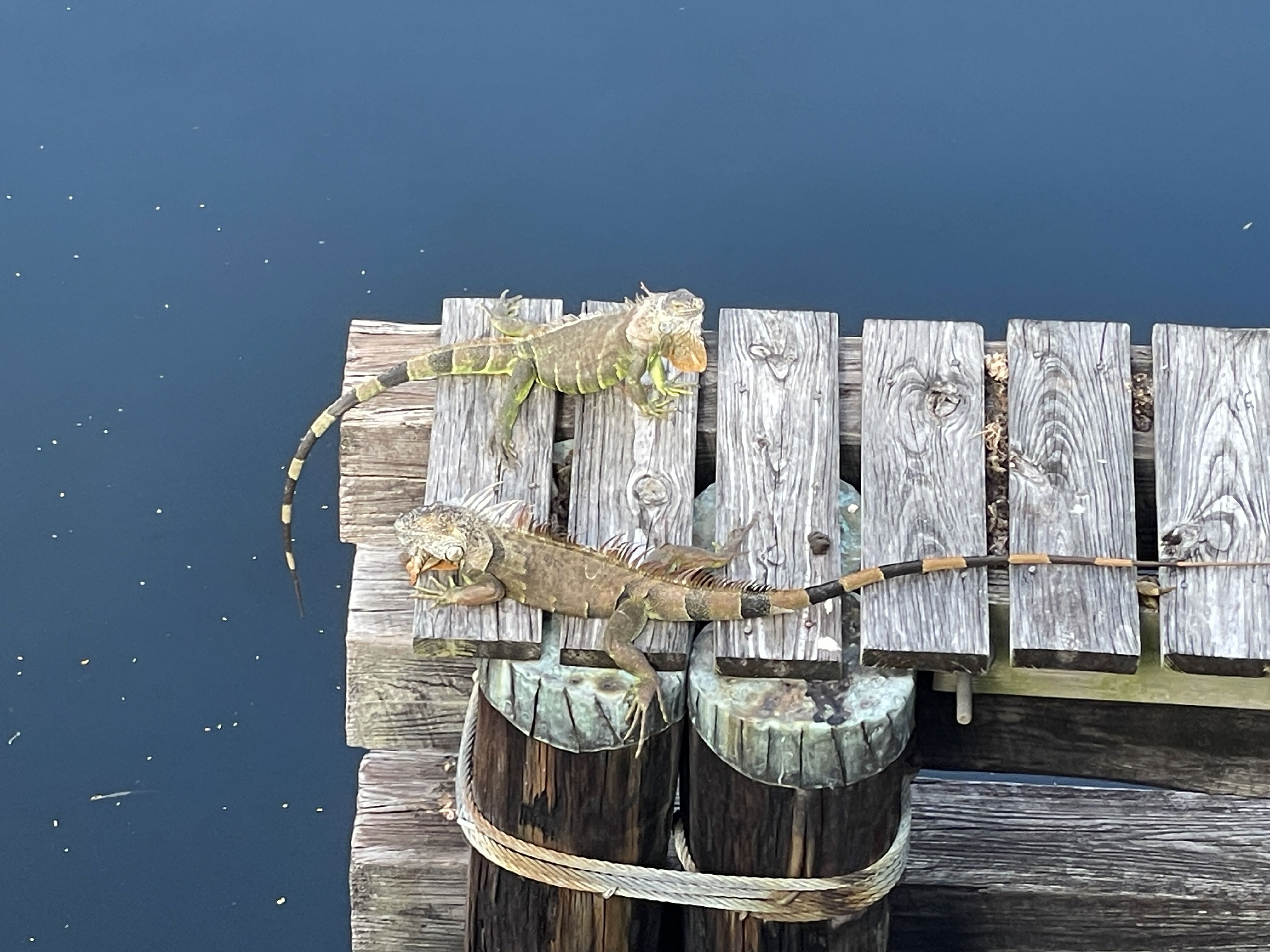 Activity_12669_133442138342053337.jpeg (1)